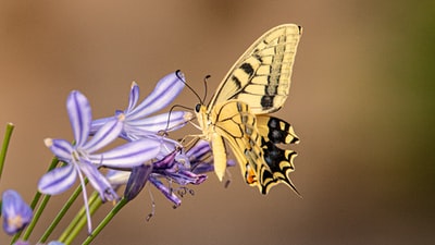 白天，黄色和黑色的蝴蝶栖息在紫色的花上